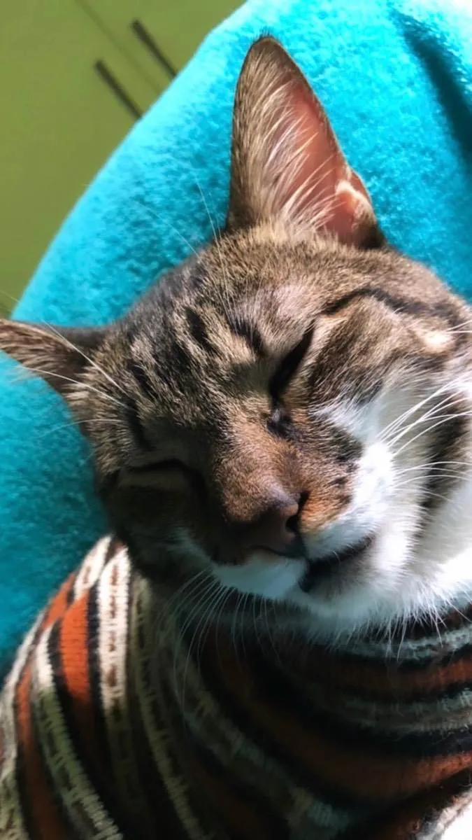 Gato ra a SRD idade 4 anos nome Tom