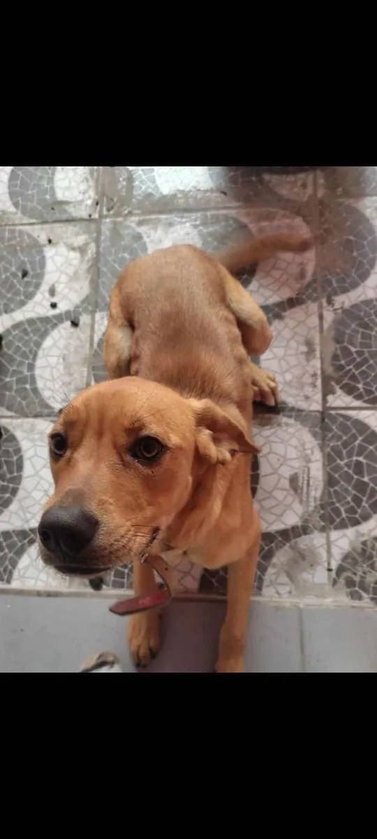 Cachorro ra a Lavador com Golden  idade 1 ano nome Zoe 