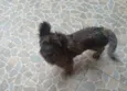 Nina