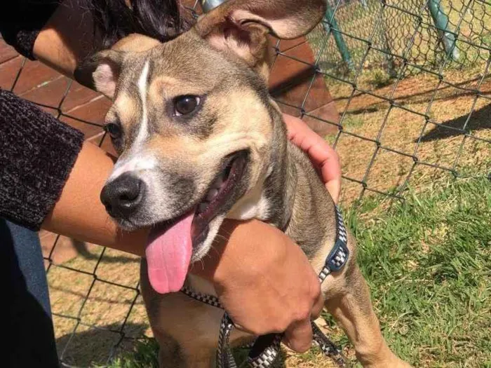 Cachorro ra a Vila lata com Pit Bull  idade 7 a 11 meses nome Bob