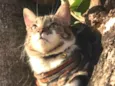 Tom