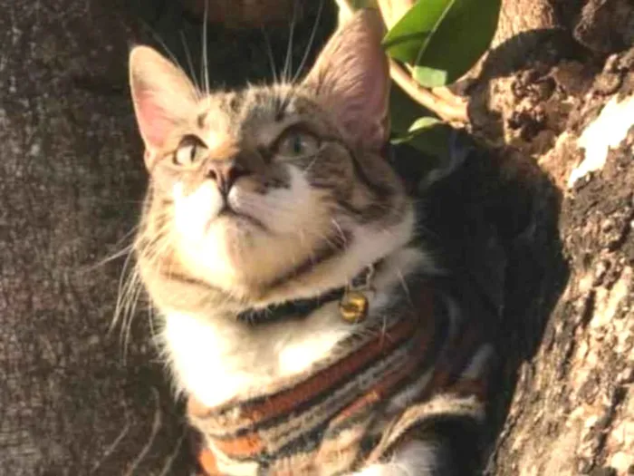 Gato ra a SRD idade 4 anos nome Tom