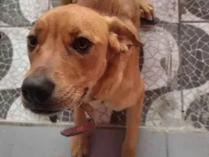 Cachorro raça Lavador com Golden  idade 1 ano nome Zoe 