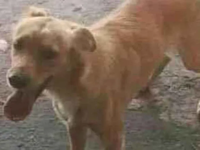 Cachorro ra a Vira lata idade 2 anos nome Estrela