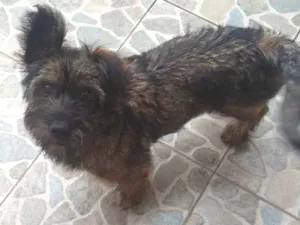 Cachorro raça Raça indefinida idade 2 a 6 meses nome Nina