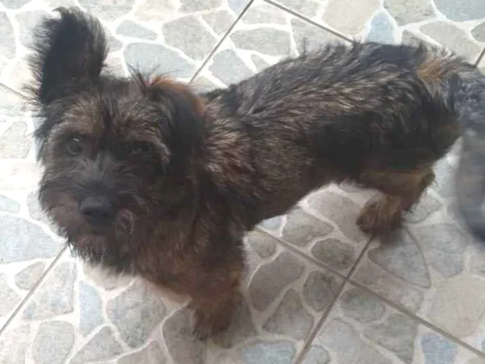 Cachorro ra a Raça indefinida idade 2 a 6 meses nome Nina