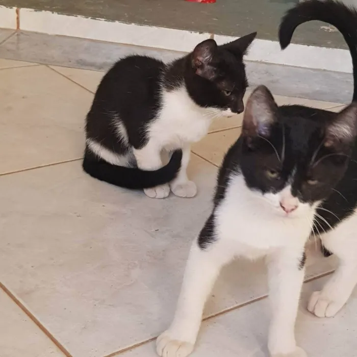 Gato raça Felino SRD idade 2 a 6 meses nome Dupla Batman e Robin