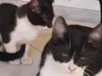 Gato raça Felino SRD idade 2 a 6 meses nome Dupla Batman e Robin