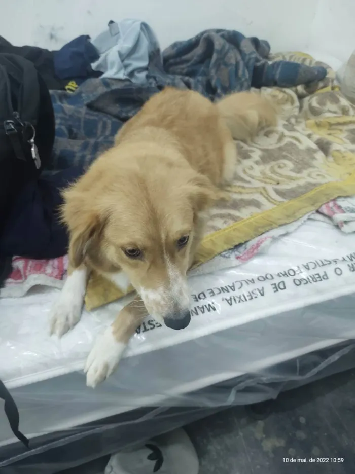 Cachorro ra a Vira-lata idade 3 anos nome Bela