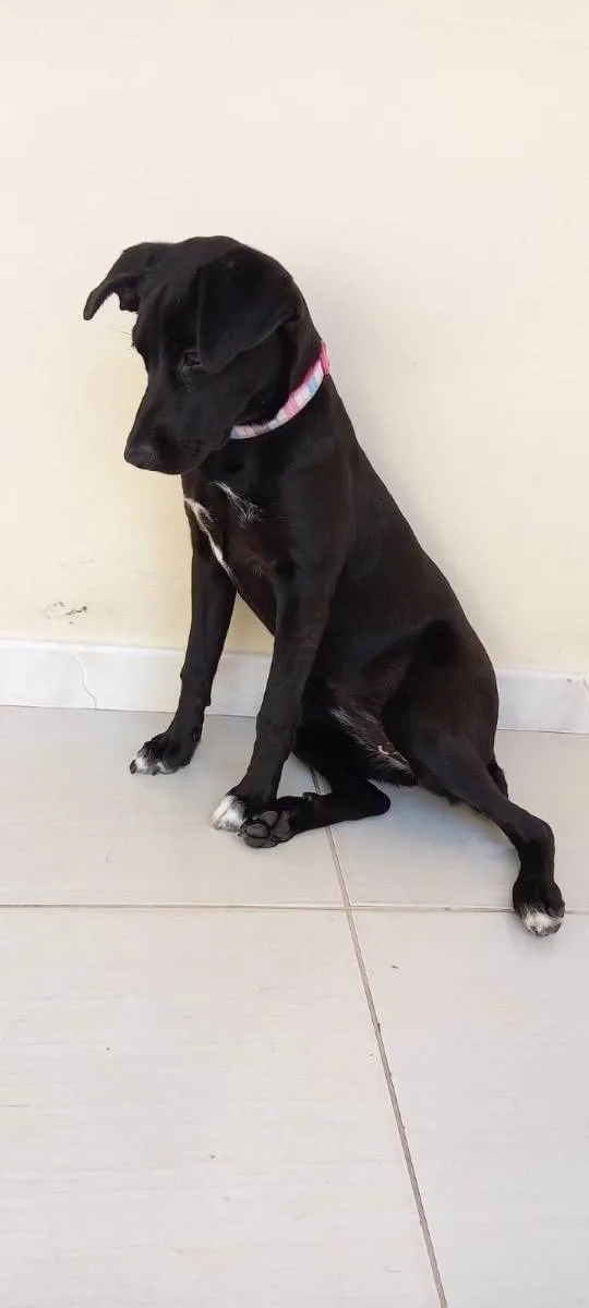 Cachorro ra a  idade 7 a 11 meses nome Não sei 