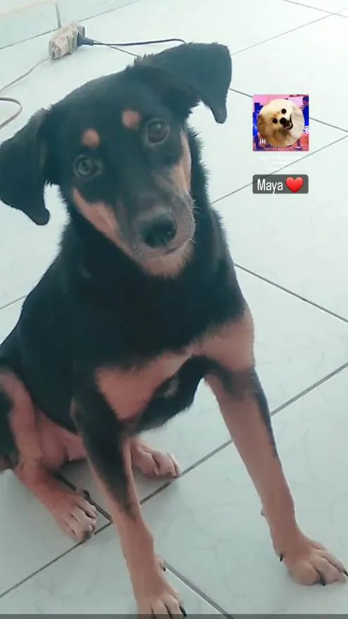 Cachorro ra a Viralata idade 2 a 6 meses nome Maya