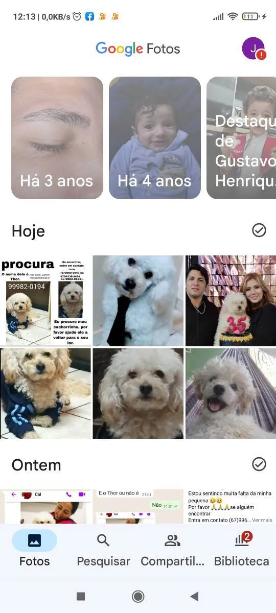 Cachorro ra a Poodle  idade 6 ou mais anos nome Thor