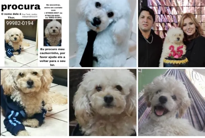 Cachorro ra a Poodle  idade 6 ou mais anos nome Thor