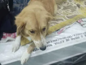 Cachorro raça Vira-lata idade 3 anos nome Bela