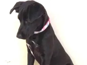 Cachorro raça  idade 7 a 11 meses nome Não sei 