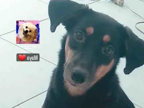 Cachorro ra a Viralata idade 2 a 6 meses nome Maya