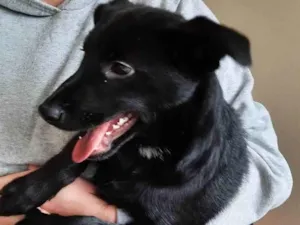 Cachorro raça SRD idade 2 a 6 meses nome éros 
