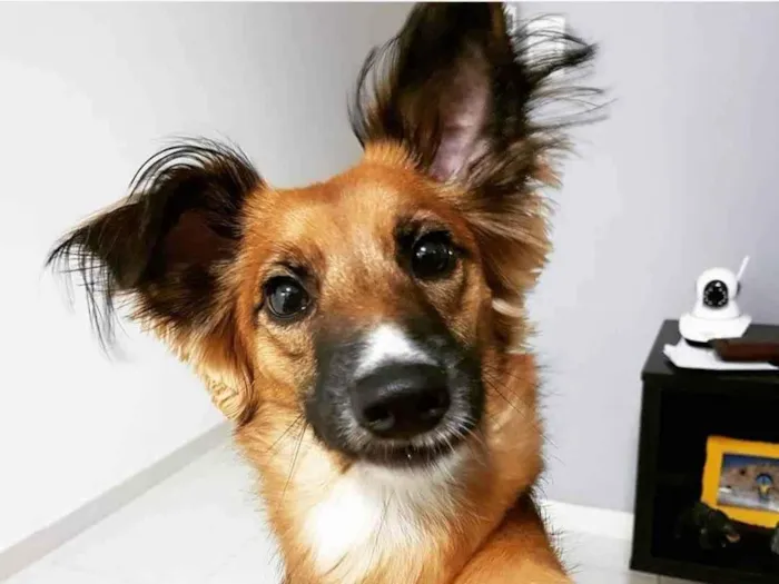 Cachorro ra a Sem Raça definida  idade 5 anos nome Bolinho