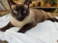 Simon