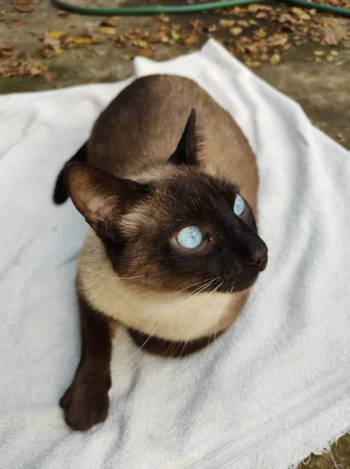 Gato ra a Srd idade 6 ou mais anos nome Simon