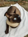 Simon