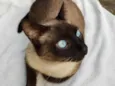 Simon
