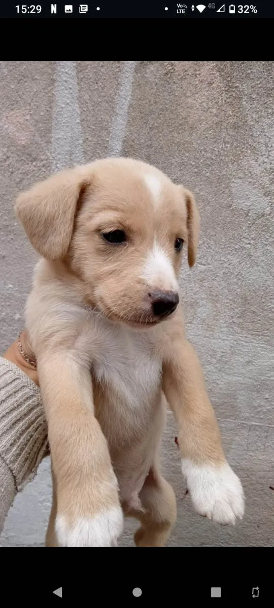 Cachorro raça Vira lata  idade Abaixo de 2 meses nome Sem nome 