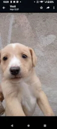 Cachorro raça Vira lata  idade Abaixo de 2 meses nome Sem nome 