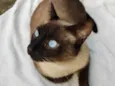 Simon