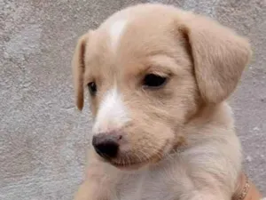 Cachorro raça Vira lata  idade Abaixo de 2 meses nome Sem nome 