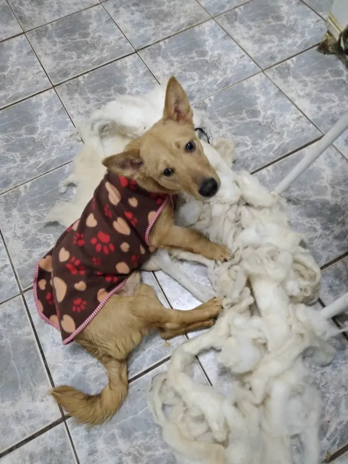 Cachorro ra a Sem raça definida  idade 2 a 6 meses nome Léo Odin