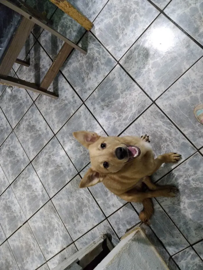 Cachorro ra a Sem raça definida  idade 2 a 6 meses nome Léo Odin