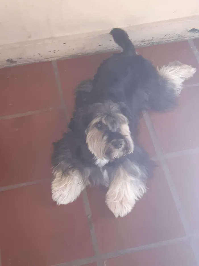 Cachorro ra a Shnauzer  idade 3 anos nome Bebel