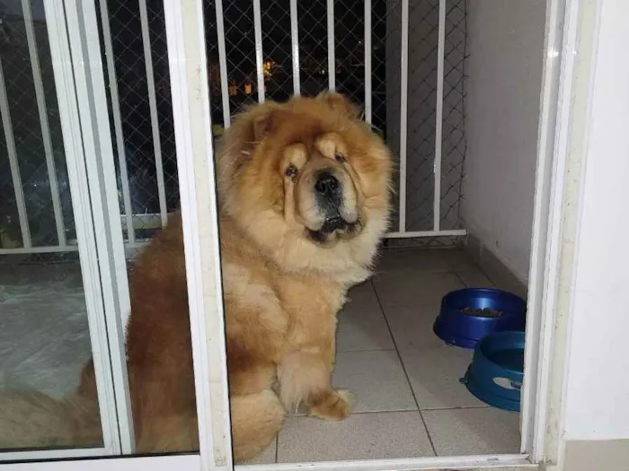 Cachorro ra a Chow-chow idade 3 anos nome Zeus
