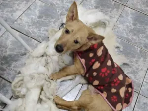 Cachorro raça Sem raça definida  idade 2 a 6 meses nome Léo Odin