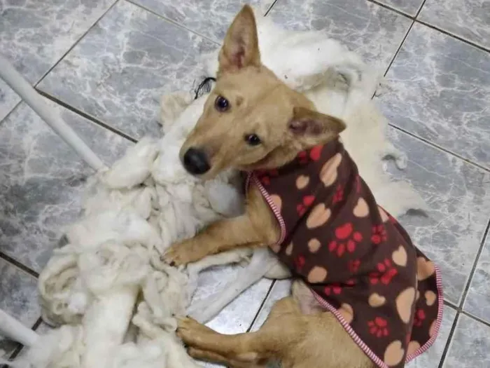 Cachorro ra a Sem raça definida  idade 2 a 6 meses nome Léo Odin