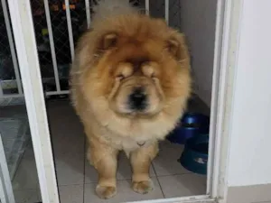 Cachorro raça Chow-chow idade 3 anos nome Zeus