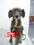 Suzi