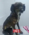 Suzi