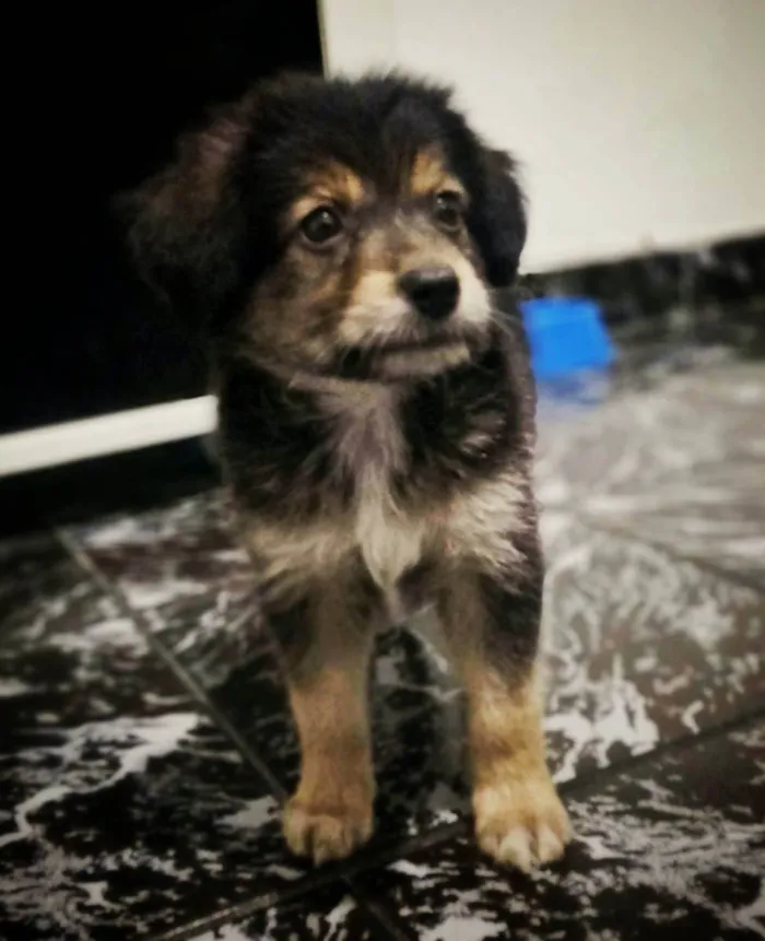 Cachorro ra a yorkshire  idade 2 a 6 meses nome bob