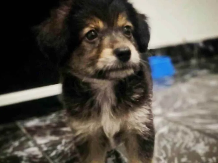 Cachorro ra a yorkshire  idade 2 a 6 meses nome bob