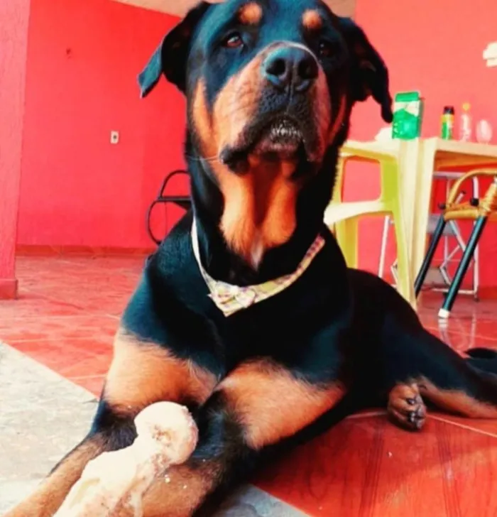 Cachorro ra a Rottweiler idade 4 anos nome Thanos 