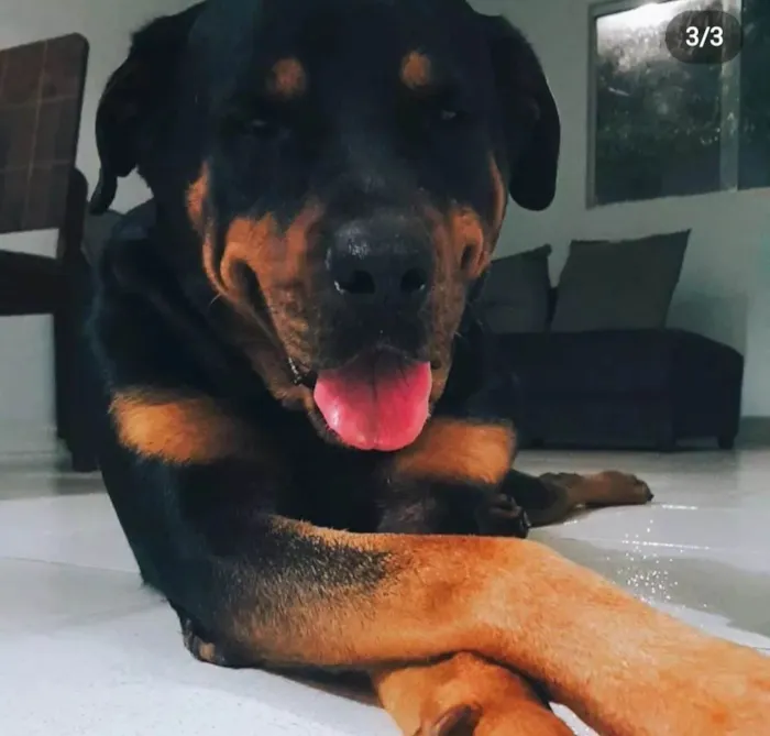 Cachorro ra a Rottweiler idade 4 anos nome Thanos 