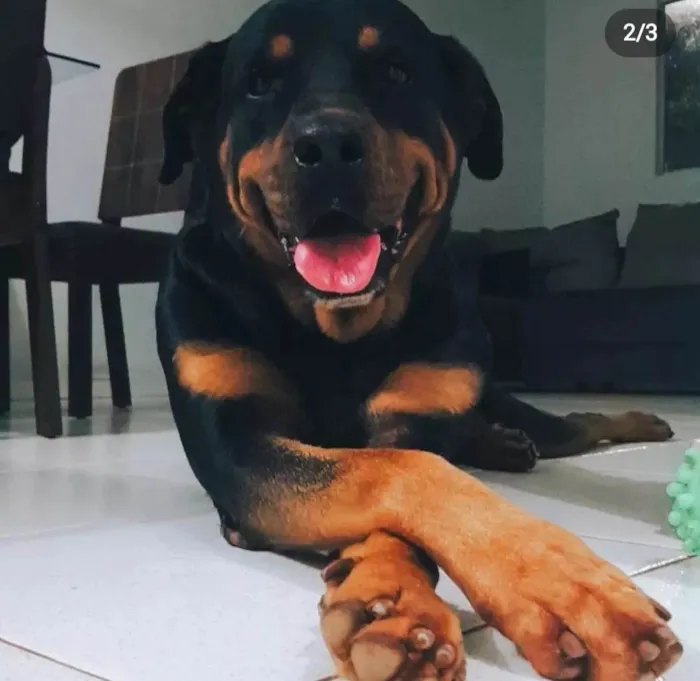 Cachorro ra a Rottweiler idade 4 anos nome Thanos 