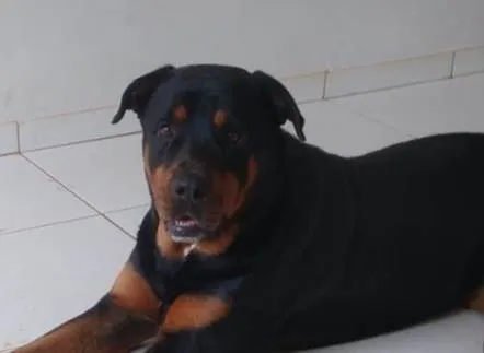 Cachorro ra a Rottweiler idade 4 anos nome Thanos 