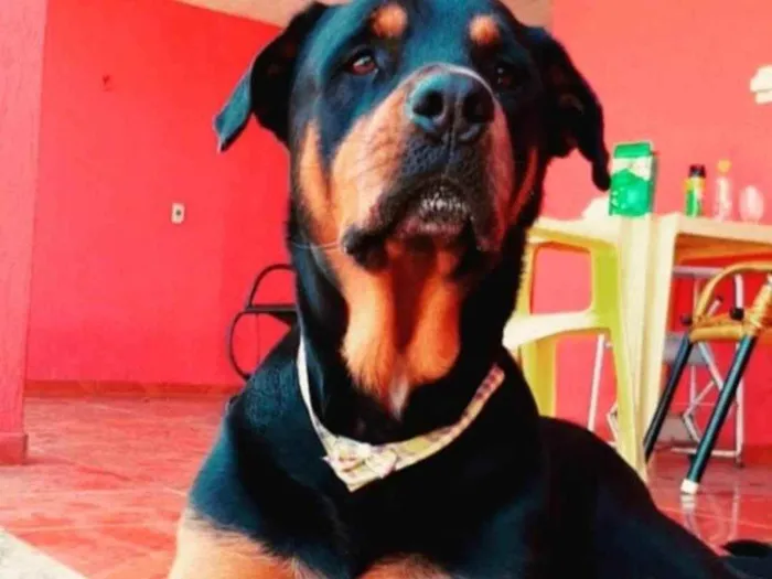 Cachorro ra a Rottweiler idade 4 anos nome Thanos 