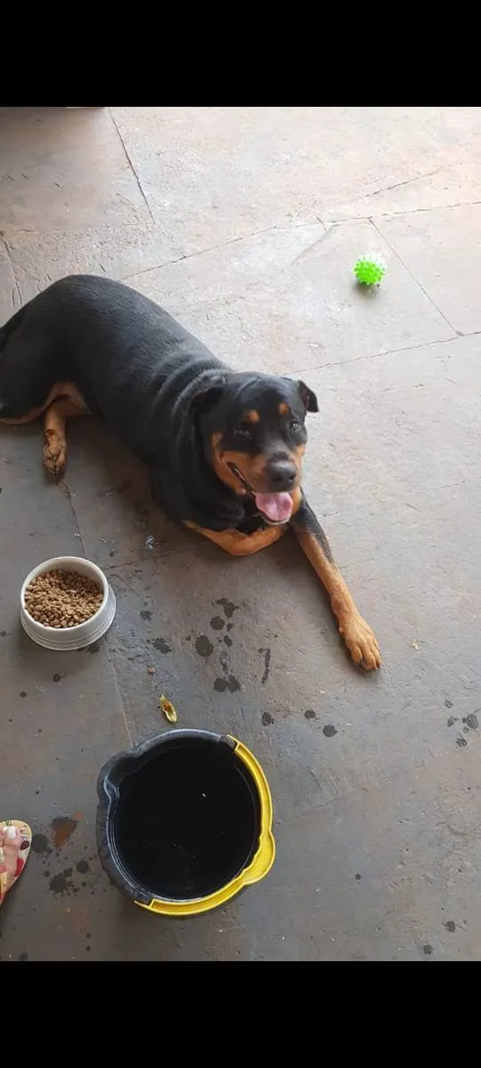 Cachorro ra a Rottweiler idade 4 anos nome Thanos 