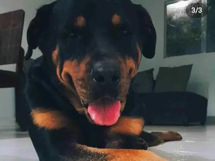 Cachorro ra a Rottweiler idade 4 anos nome Thanos 