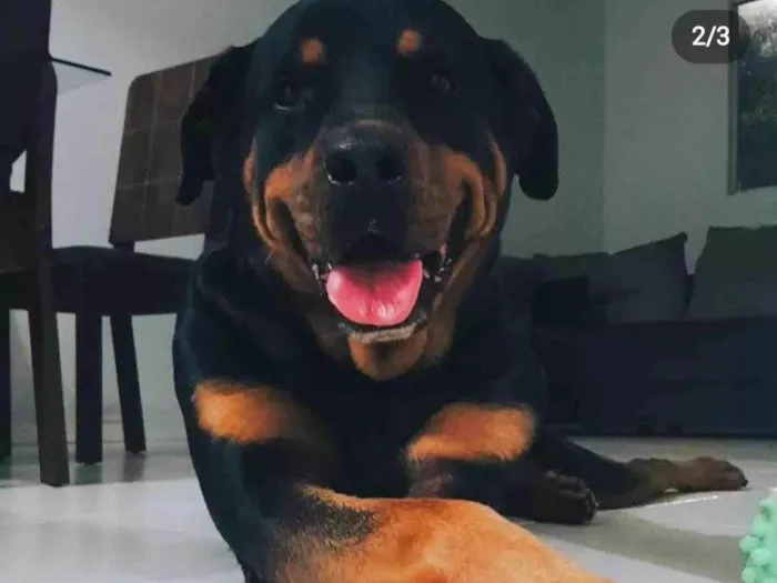 Cachorro ra a Rottweiler idade 4 anos nome Thanos 