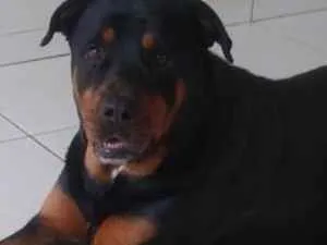 Cachorro ra a Rottweiler idade 4 anos nome Thanos 